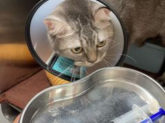 -宠颐生猫科·内科皮肤科(西平世纪城店)