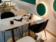 -飞行喵MR PILOT|猫舍·猫咖(静安大融城店)