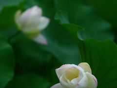 -柳荫公园