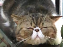 -李小姐の猫咖啡馆(五角场店)