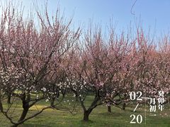 -苏州上方山国家森林公园