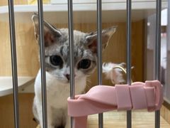 -山宅一喵德文卷毛猫舍