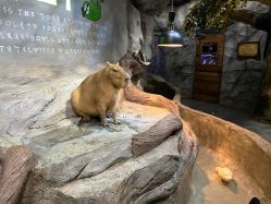 -Zoolung Zoolung动物主题公园(海信广场店)