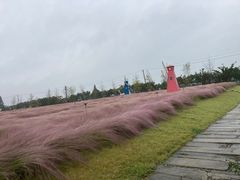 -鹅湖玫瑰文化园