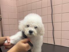 -FAELING PETS美天灵宠物(富力广场店)
