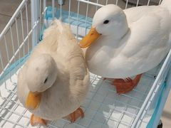 -怪兽屋·羊驼·猫咖·狗咖(俊华广场店)