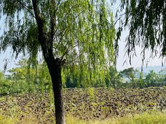 -盘龙城遗址博物院