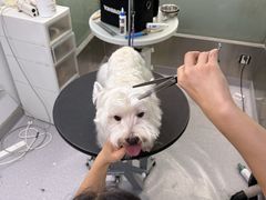 -柚子宠物(伊珊娜调理店)