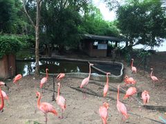 -清迈夜间动物园