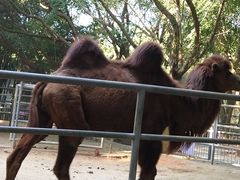 -广东茂名森林公园