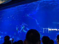 -烟台海昌鲸鲨海洋公园