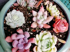 -秦美花卉(天朗·莱茵小城2期店)