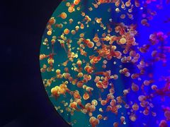 -成都浩海立方海洋公园