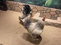 -萌宠奇缘