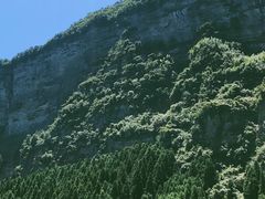 -重庆睡佛山森林公园