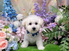 -翊宠yipet猫狗购宠庄园犬舍•猫舍