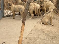 -青藏高原野生动物园