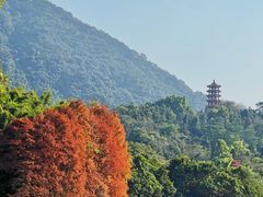 -深圳仙湖植物园