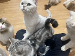 -1013 PET SHOP精品宠物商店(丁香店)