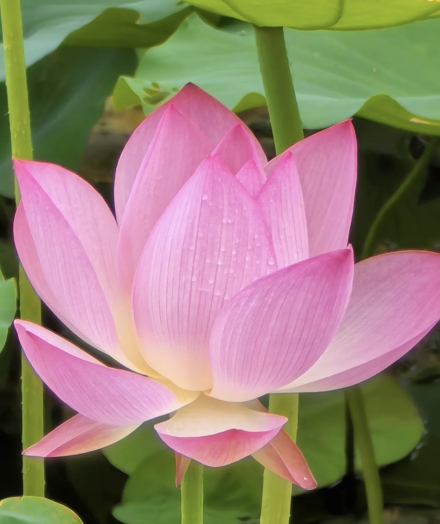 长江大维护十周年·百村考察调研行丨风荷桃源秀姚庵