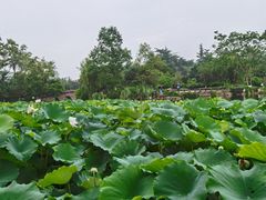 -桂湖森林公园