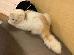 -猫和宫(六道口店)