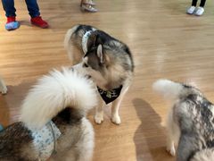 -Husky Go! 哈士奇体验馆·宠物咖啡厅狗咖