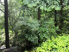 -藏龙百瀑风景区