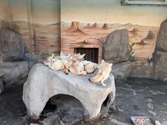 -上海野生动物园