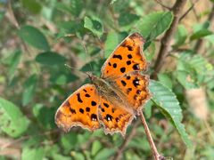 -北京西山国家森林公园