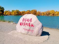 -金塔沙漠胡杨林景区