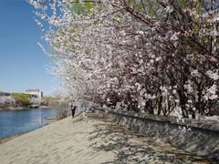 -桃花堤公园
