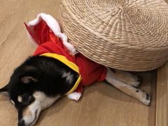 -南京Hallo宠物乐园·哈罗犬舍·柴犬繁育基地