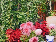 -谷咖啡·鲜花绿植花园餐厅