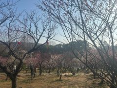 -无锡梅园公园
