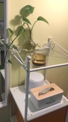 点击看大图 -菩叶头皮抗衰