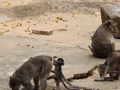 -广东茂名森林公园