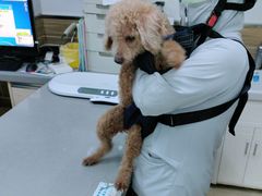 -爱侣宠医·鹦鹉专科·小型哺乳类·异宠专科(灵石路店)