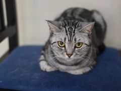 -鼓捣猫呢主题猫咖店