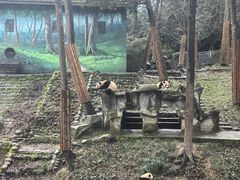 -中国大熊猫保护研究中心雅安碧峰峡基地