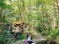 -天目山大树王景区