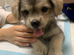 -关爱动物医院·心脏·中兽医·异宠(金牛路分院)