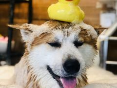 -PETKIT小佩宠物(古北店)