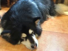 -more than meow吴止猫主题餐厅(承德 中船汇店)