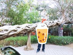 -瑞丽独树成林风景区