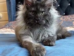 -青奢宠物·青奢猫舍