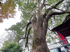 -塔川景区