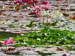 -国家植物园南园