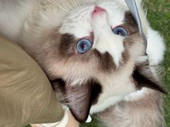-瑞派康怡24h宠物医院·犬猫医疗中心·微创绝育(瑞景分院)