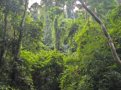 -西双版纳原始森林公园